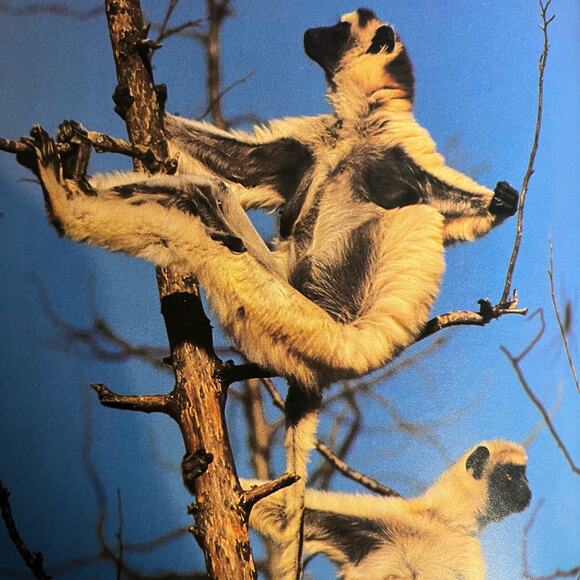 Life on Earth: A Natural History - Book by David Attenborough - Picture 8 of 8